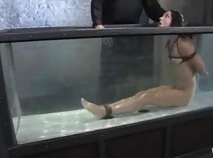 Honey gets suspended and dipped in the water tank